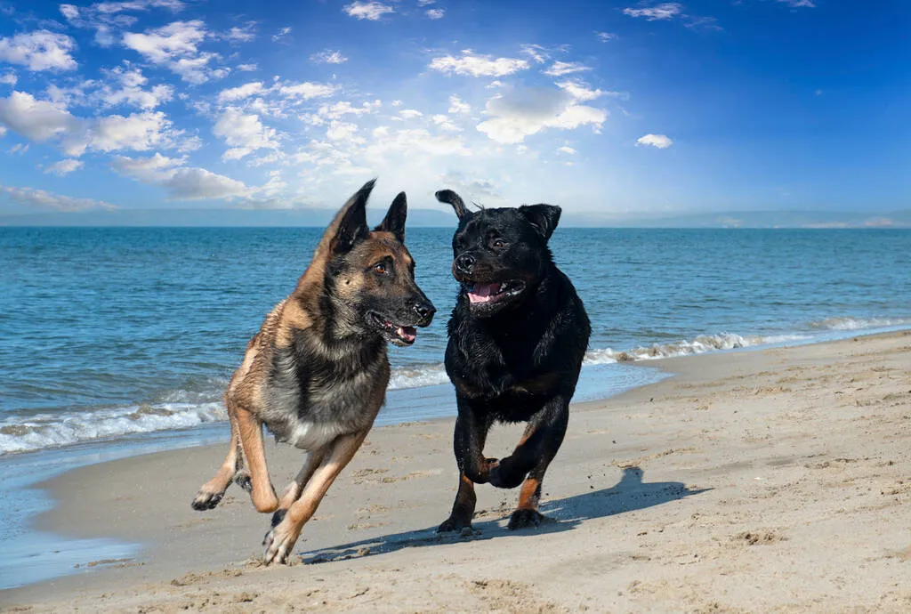 Young rottweiler and malinois playing on the beach