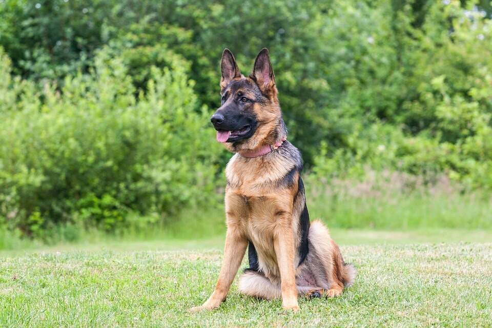 german shepherd is sitting