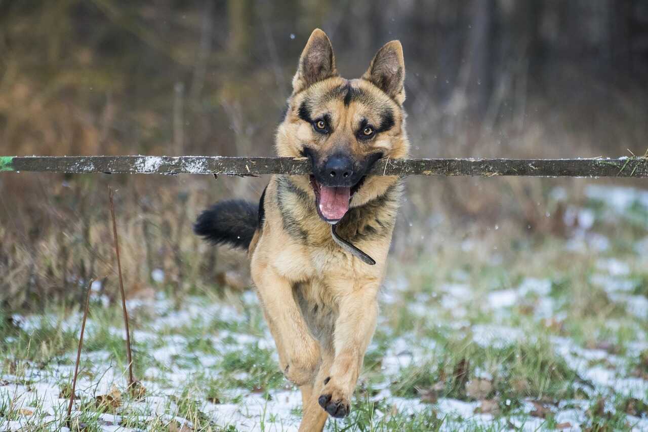 german shepherd is running and stick in his mouth
