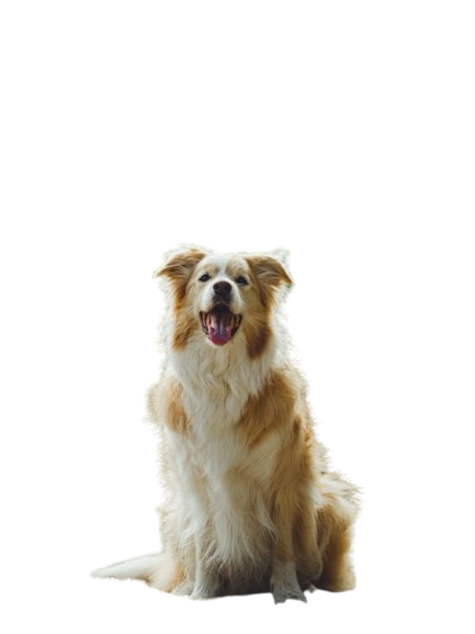 Australian Shepherd is in front of white background