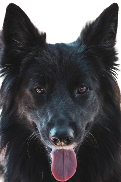 Belgian Shepherd is in front of white background