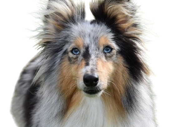 Shetland Shepherd is in front of white background