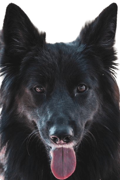 Black Belgian shepherd is sitting in the front of white background