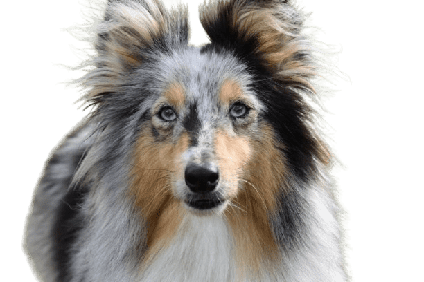 shetland shepherd is sitting in the front of white background.