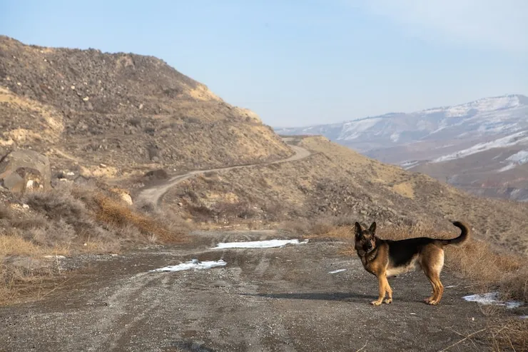 selective-focus-shot-adorable-shiloh shepherd showing his physical appearance