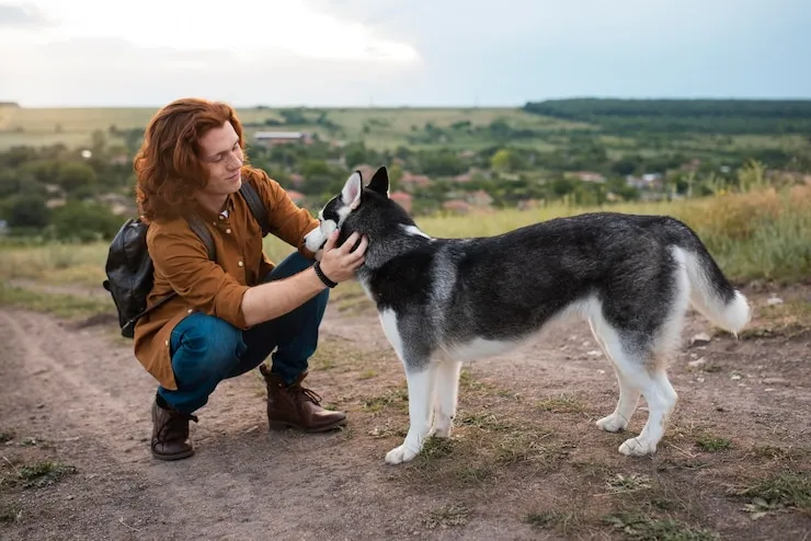 shiloh shepherd caring from his owner