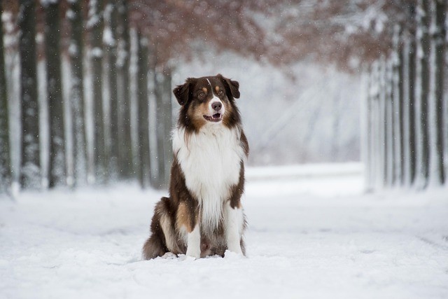Australian shepherd is sitting in the snowy forest.