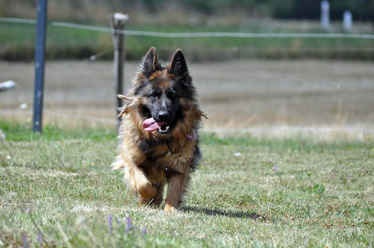 long haired German shepherd is running