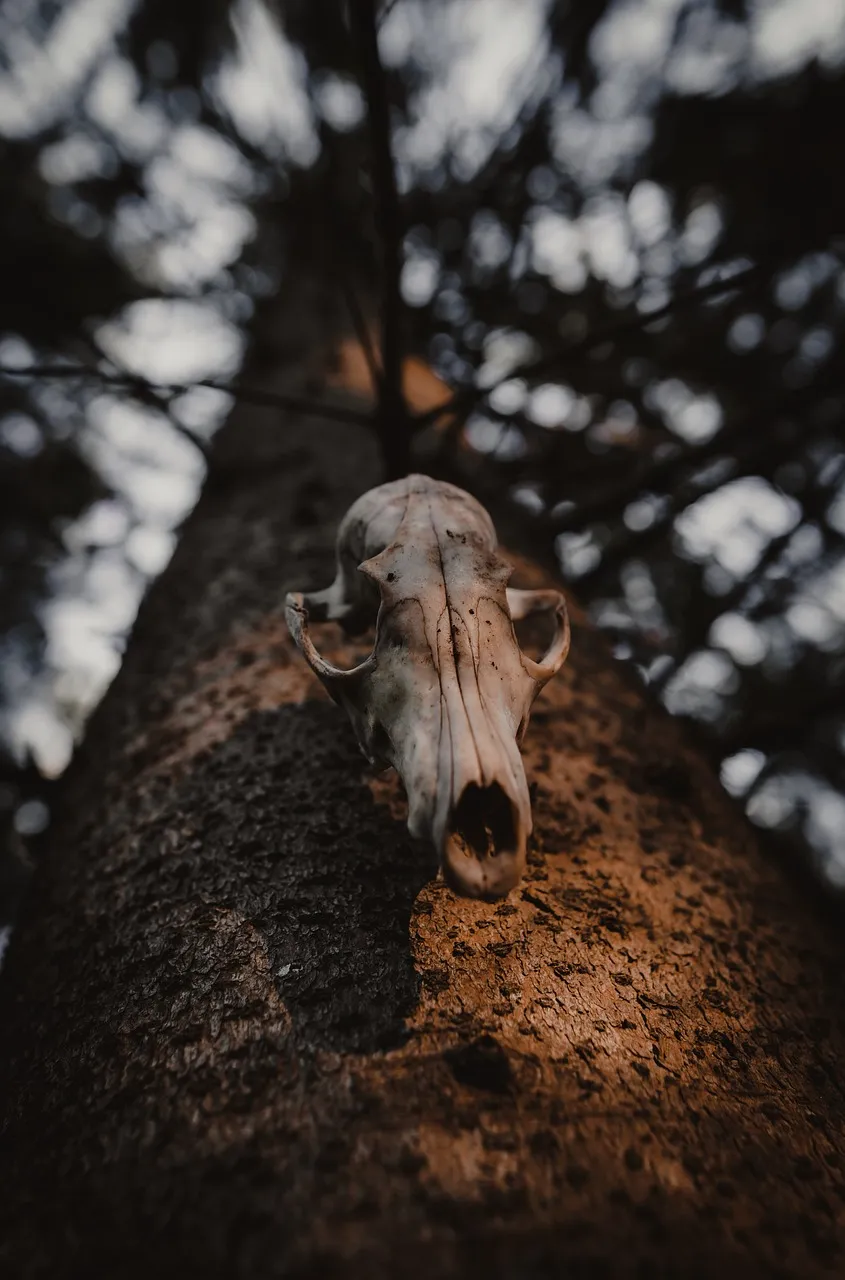 Dog skull is hanging on the tree in jungle