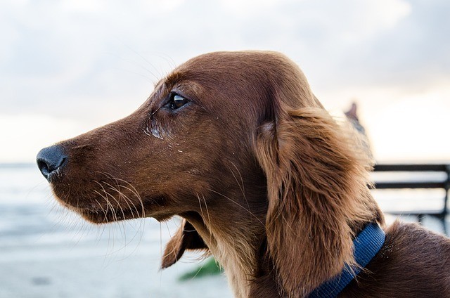 Long Haired Dachshunds is seeting somewhere in water on boat