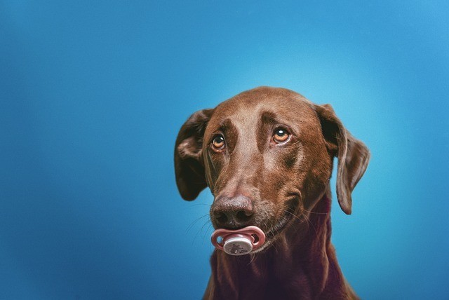 Potcake dog is sitting and niple in his mouth with blue background