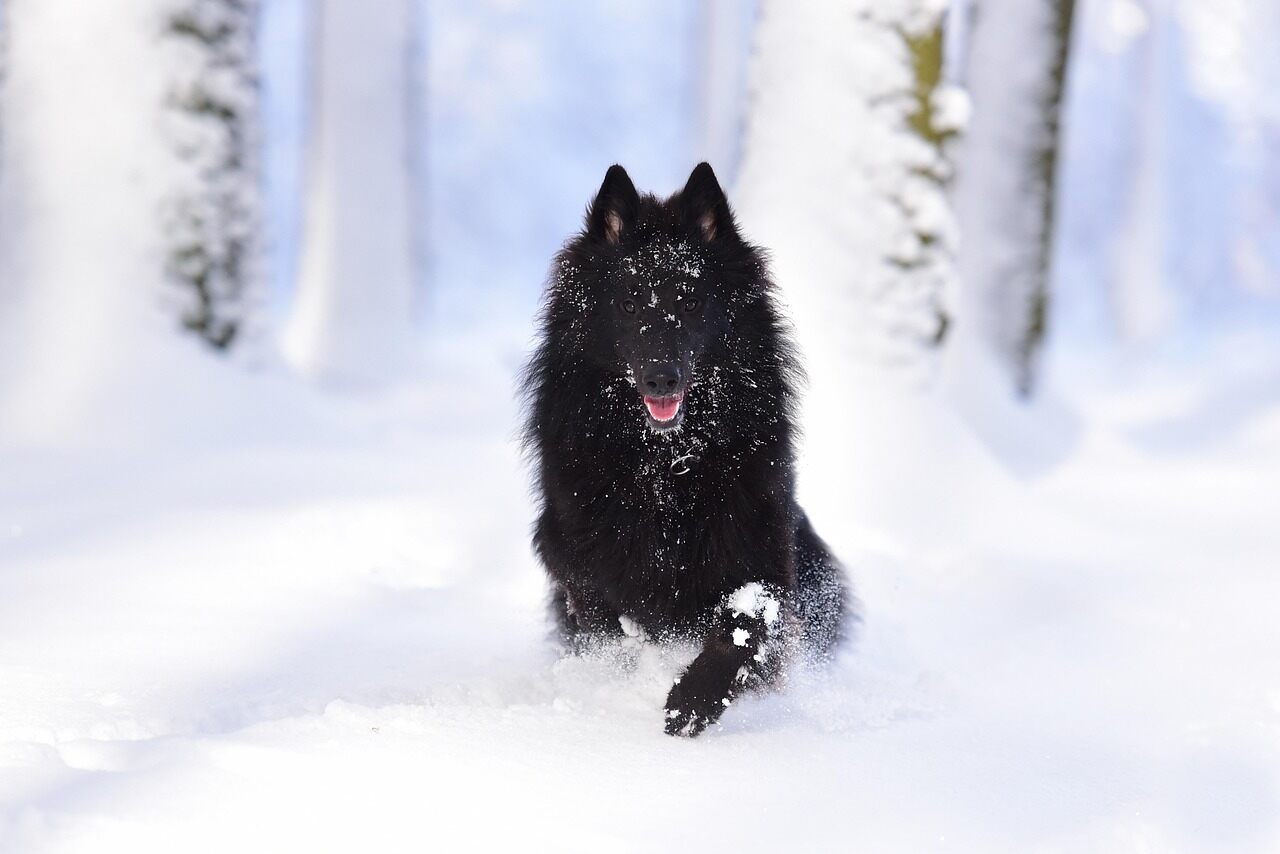 Belgian Groenendael is running on the snow