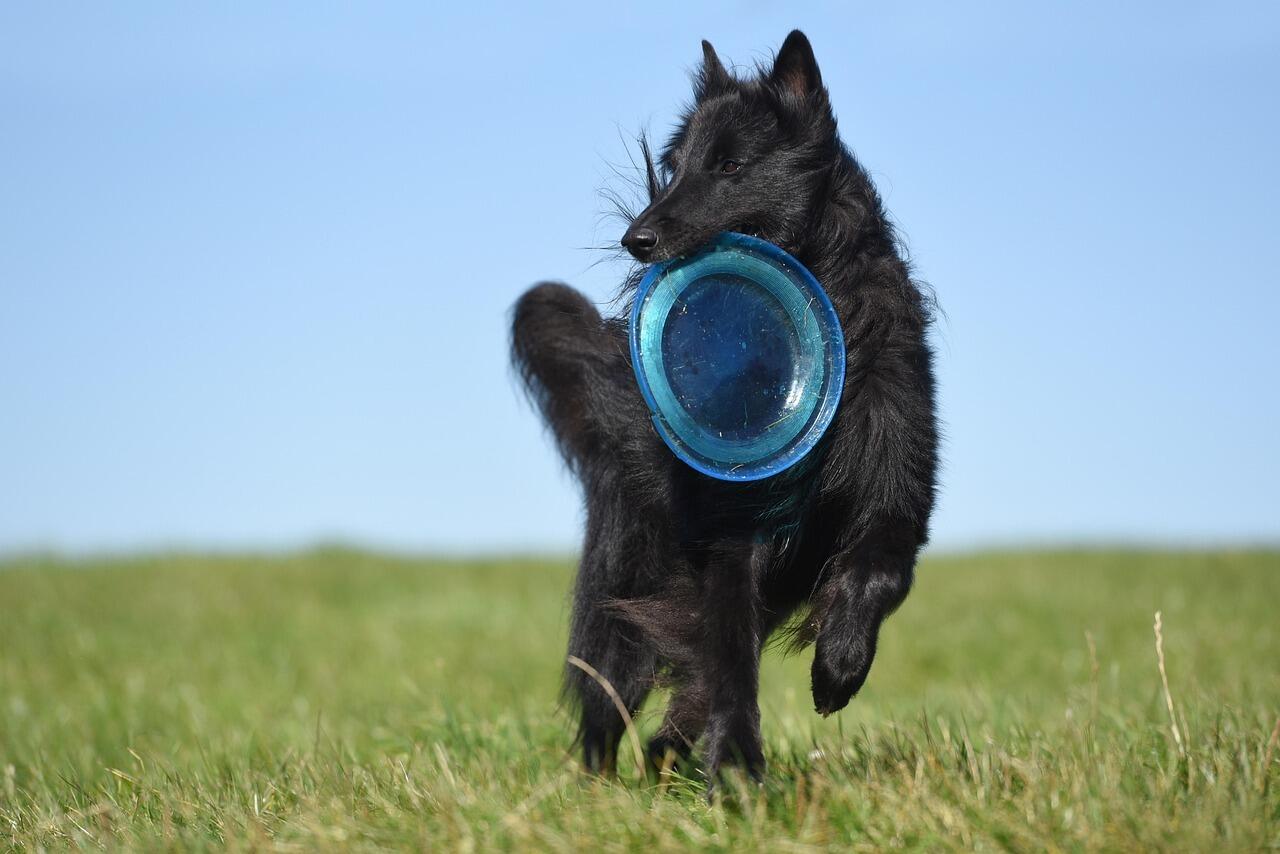 belgian groenendael is taking his training and jumping