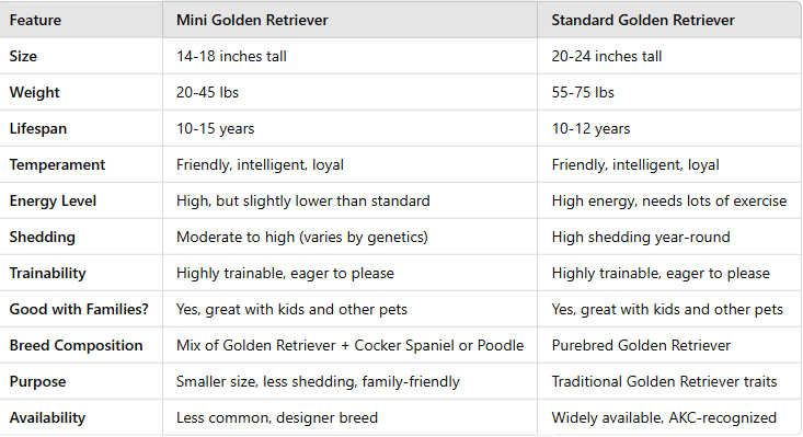 Difference Between Mini Golden Retriever and Standard Golden Retriever