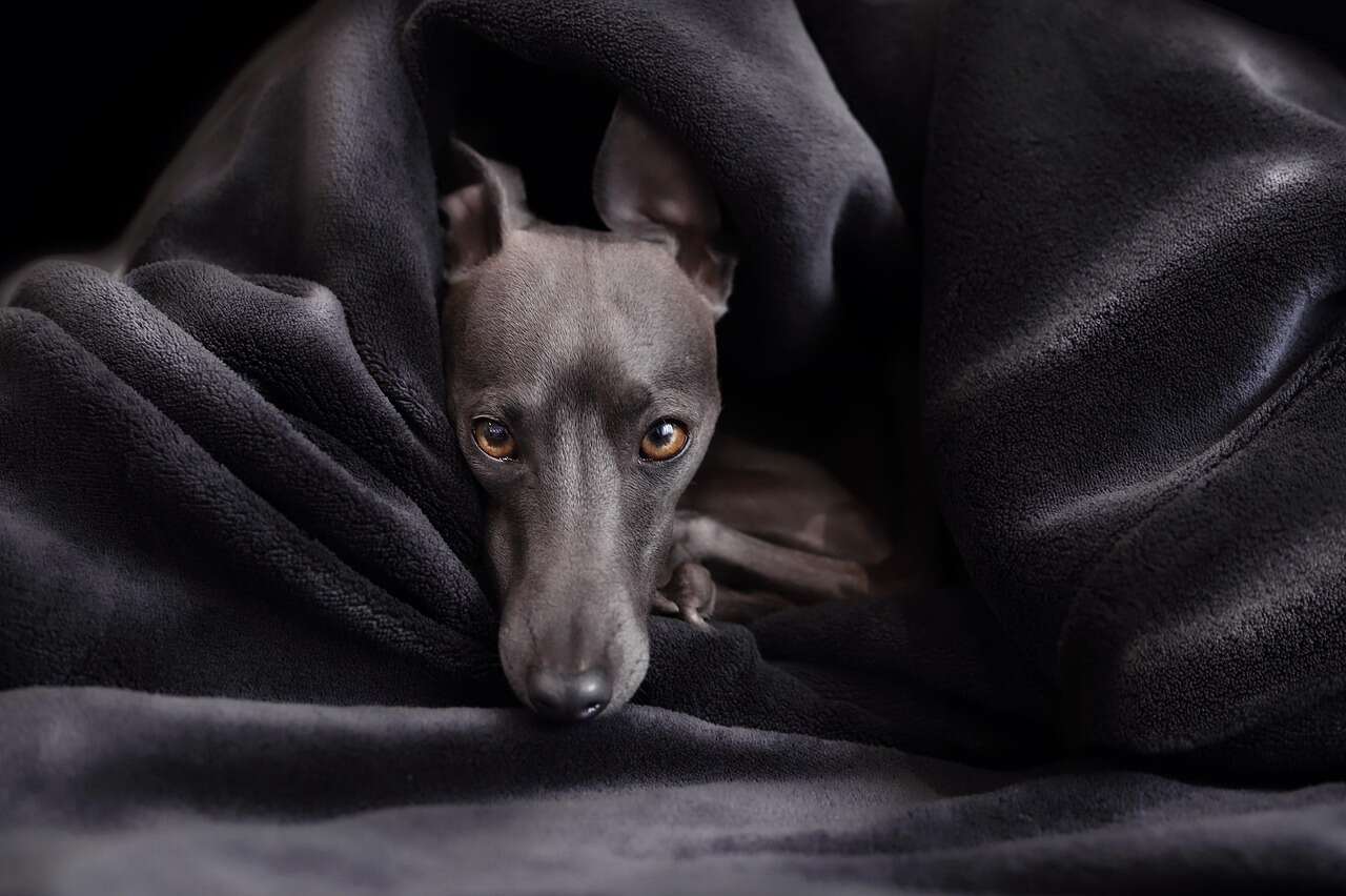 Greyhound Puppy is in bed sheet and his face out from sheet