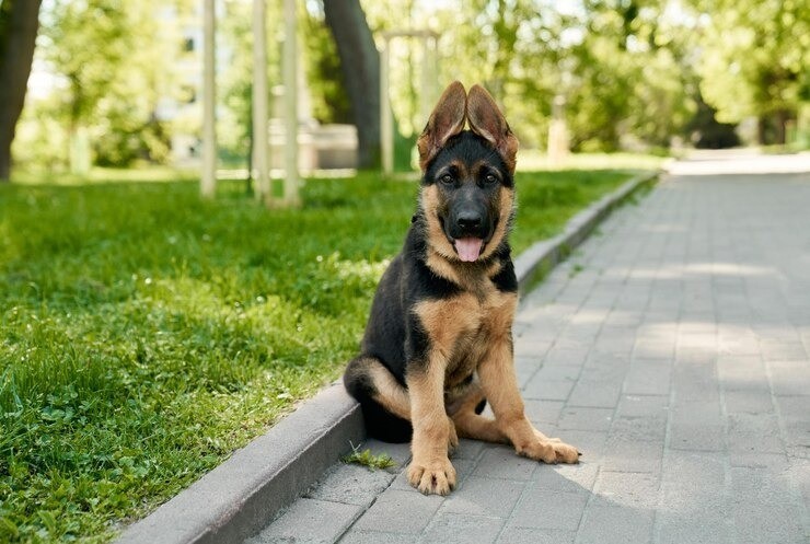 Sable German shepherd is sitting on footpath