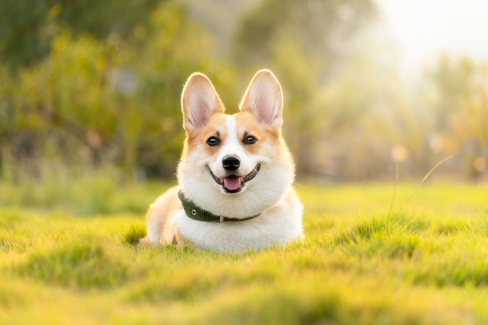 australian shepherd corgi mix