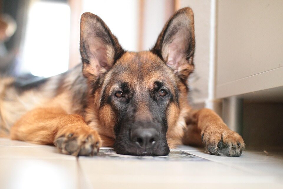australian shepherd german shepherd mix