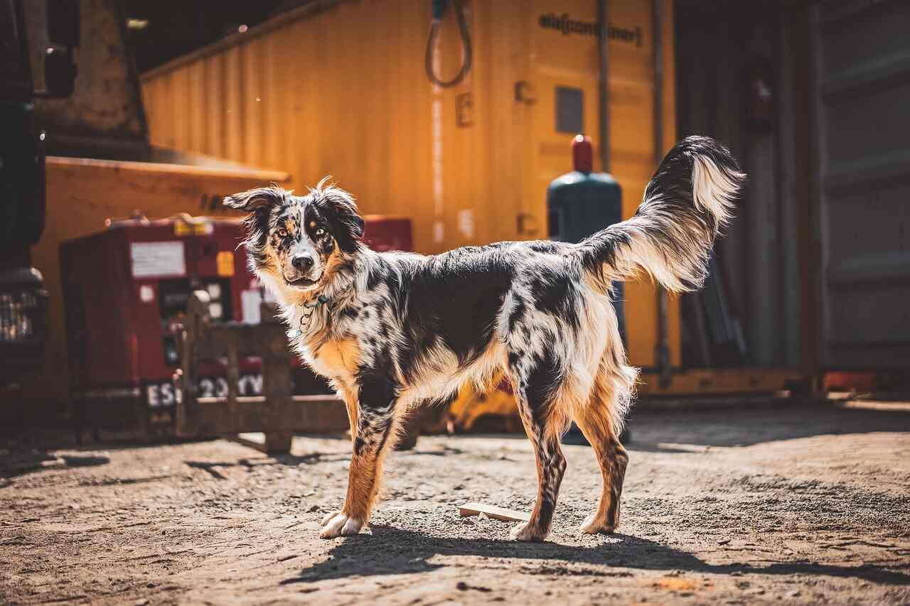 Australian shepherd lab mix