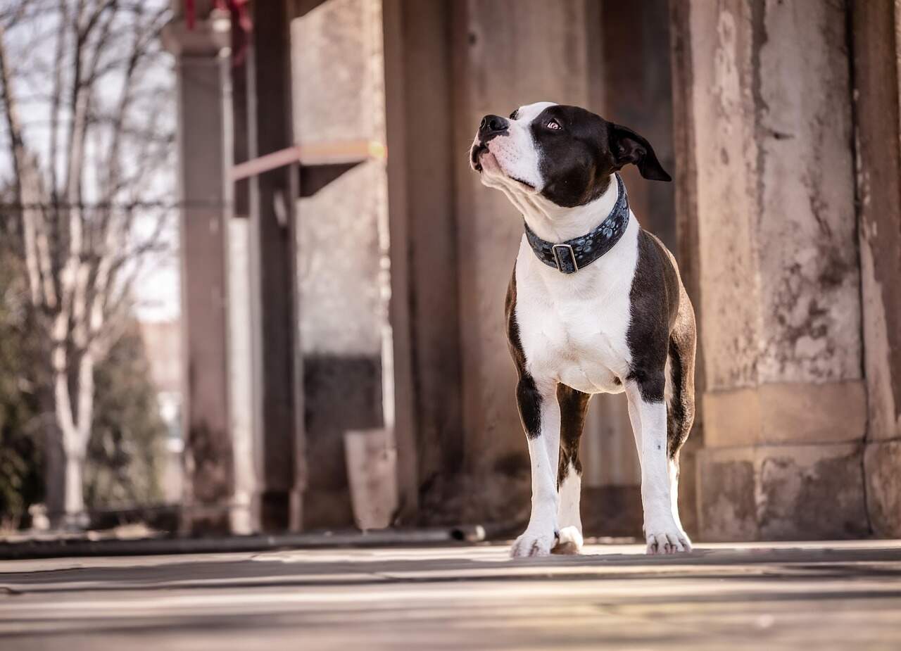 australian shepherd pitbull mix