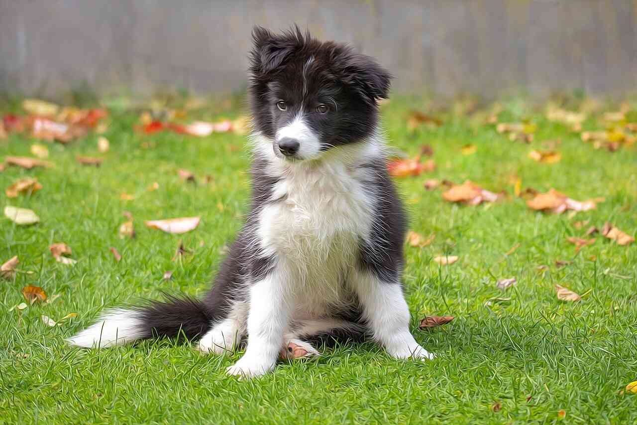 australian shepherd border collie mix