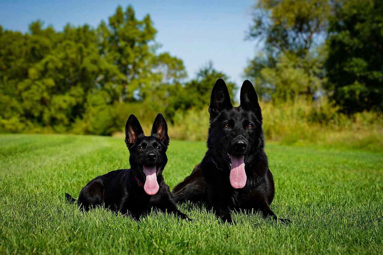 two blue german shepherds are sitting