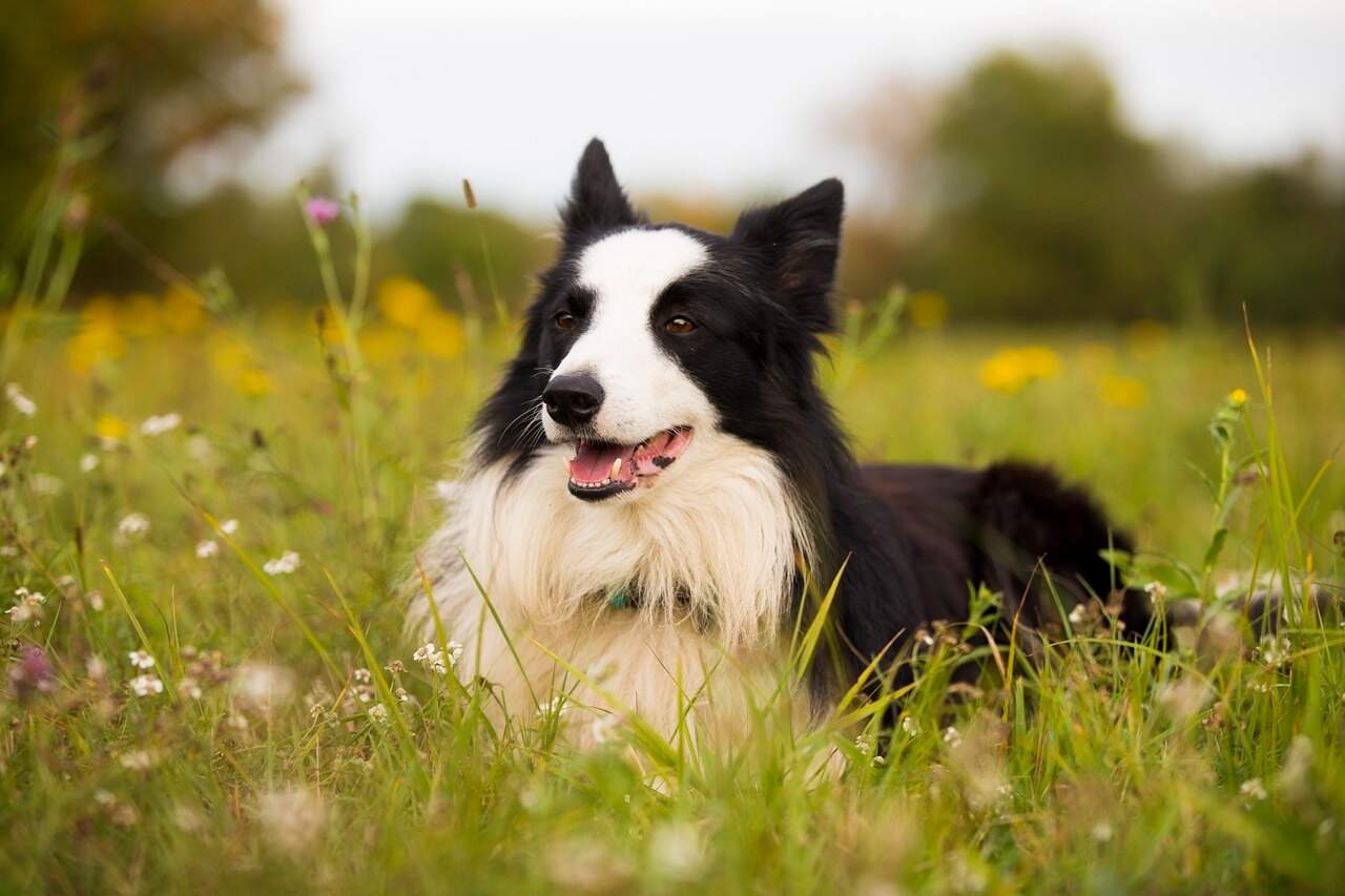 Border Collie dog