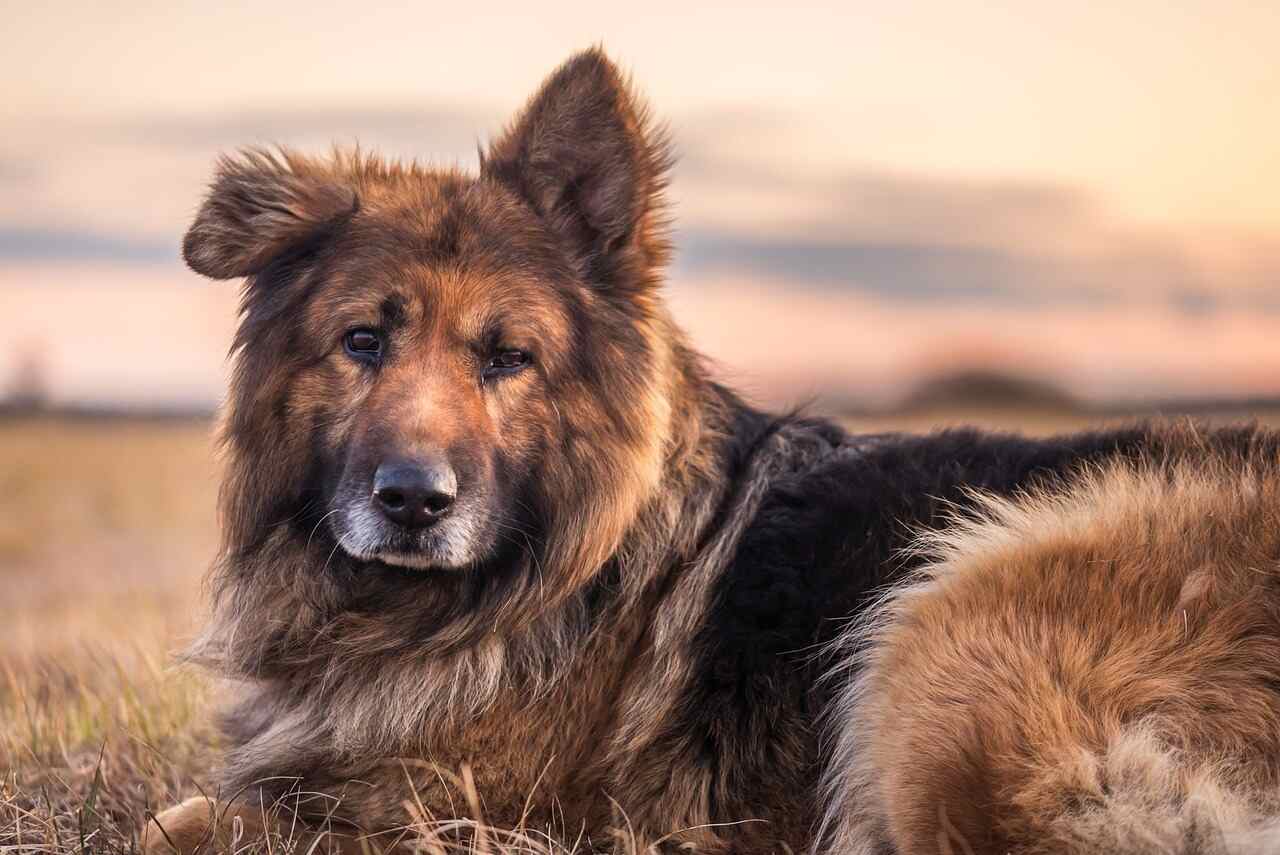corgi german shepherd mix sitting in a field