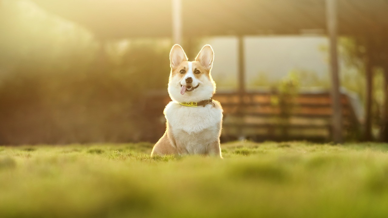 corgi shepherd mix is sitting in a field