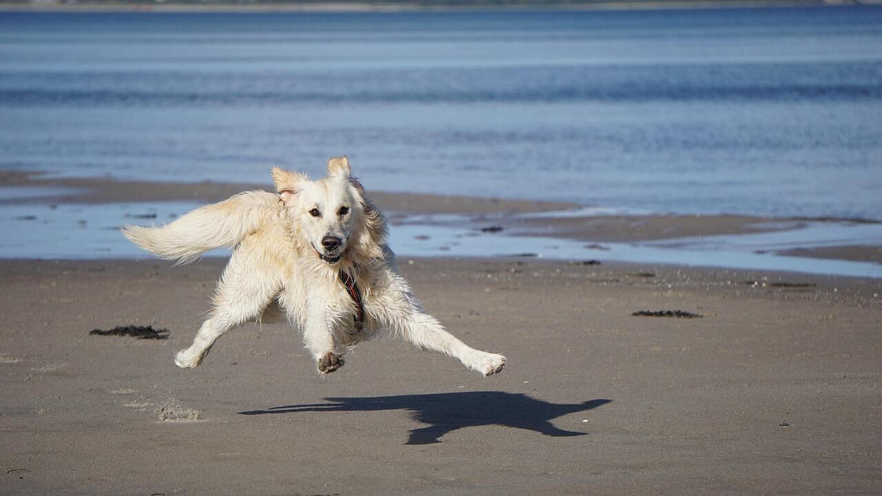 english cream golden retriever is jumping and in the air