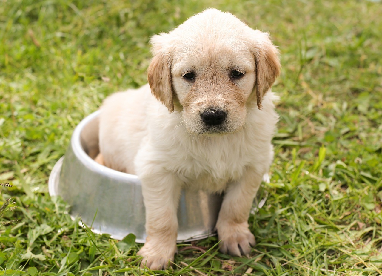 Golden Retriever puppy is sitting in a bowl after eating the food