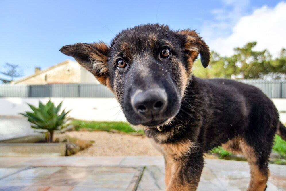 king shepherd puppy is seeing the camera