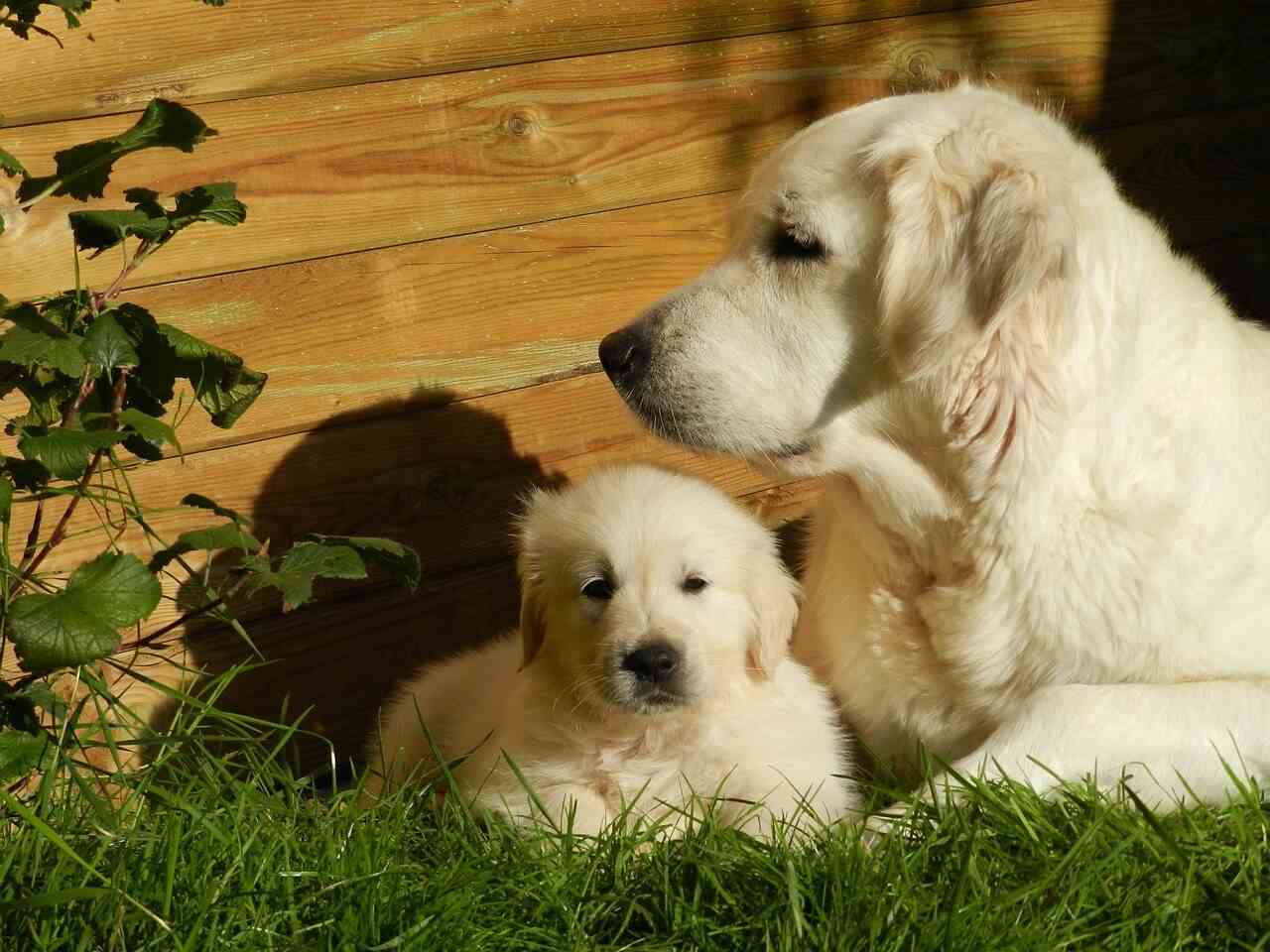 mini golden retriever with his young retriever