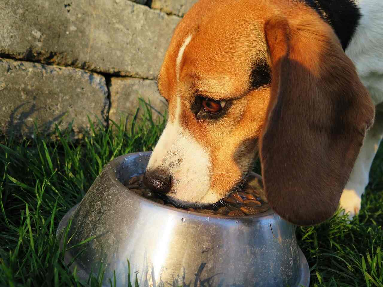open farm dog food is in the bowl and dog is eating it