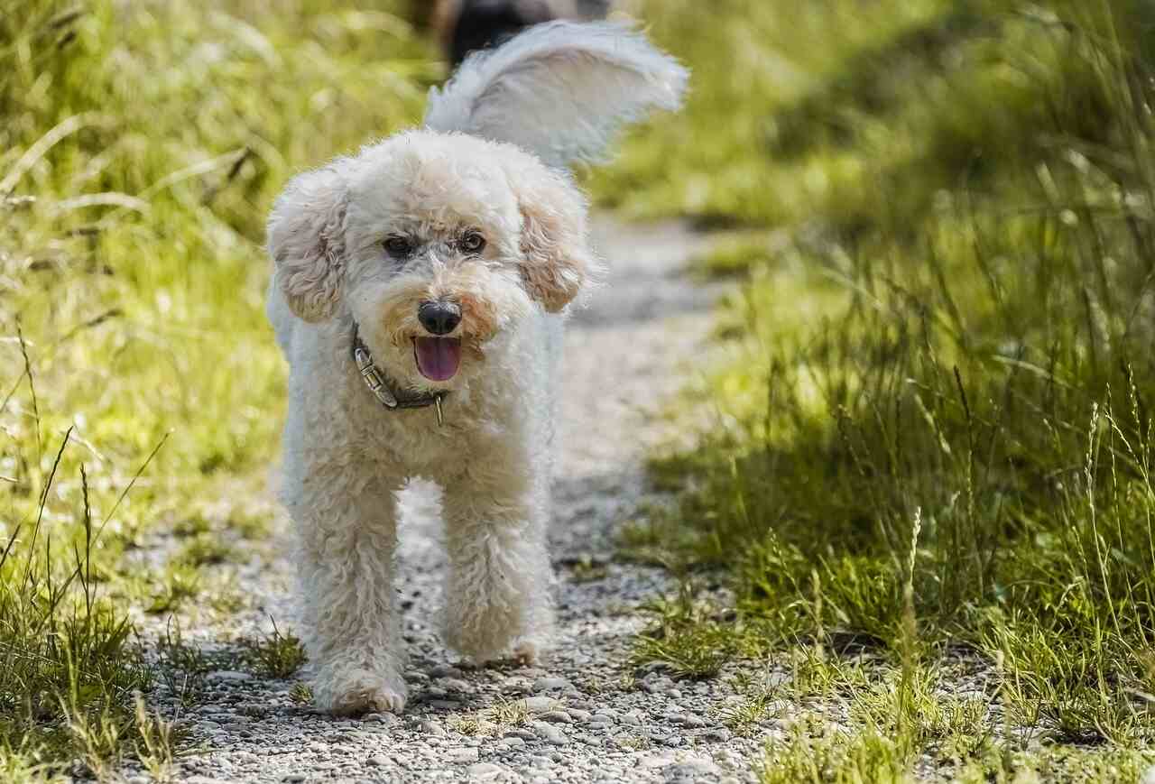 Poodle dog is walking