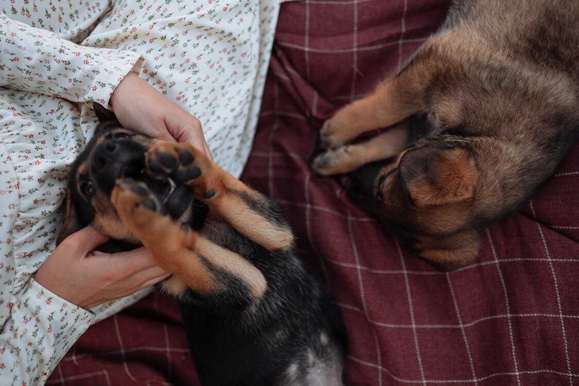 shiloh shepherd puppies are playing with his owner