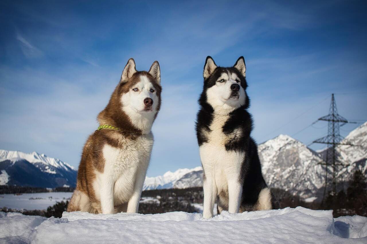 two siberian huskies is sitting