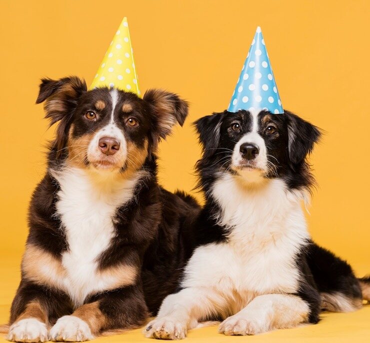 two english shepherd puppies are sitting