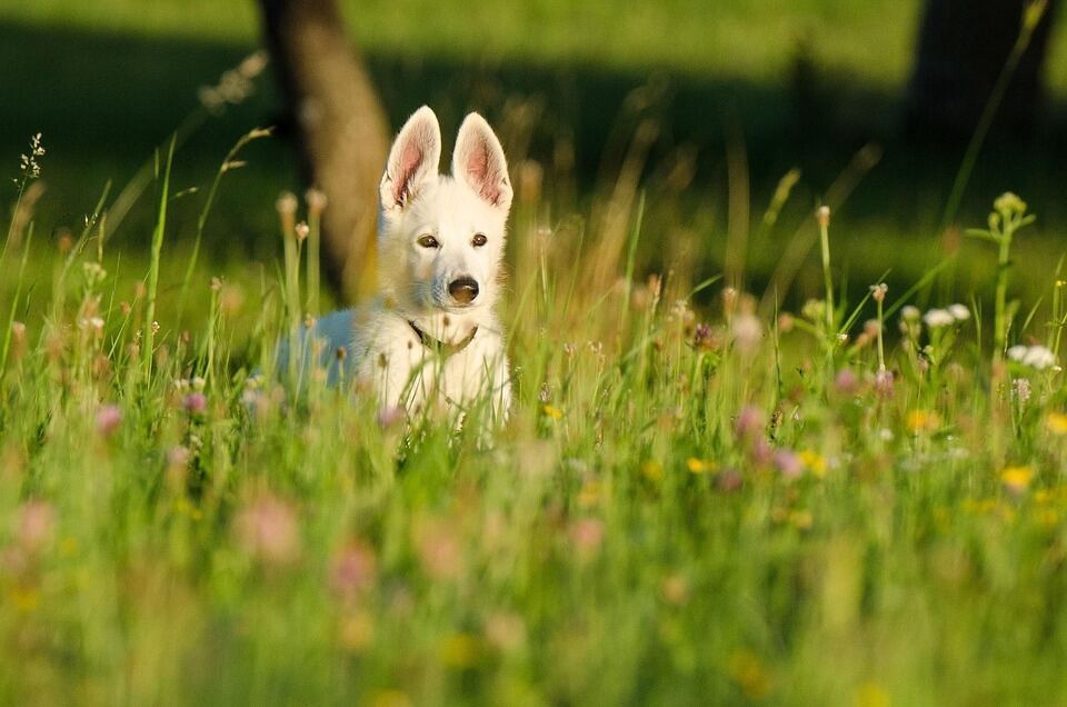 white shepherd puppy is standing in flower field