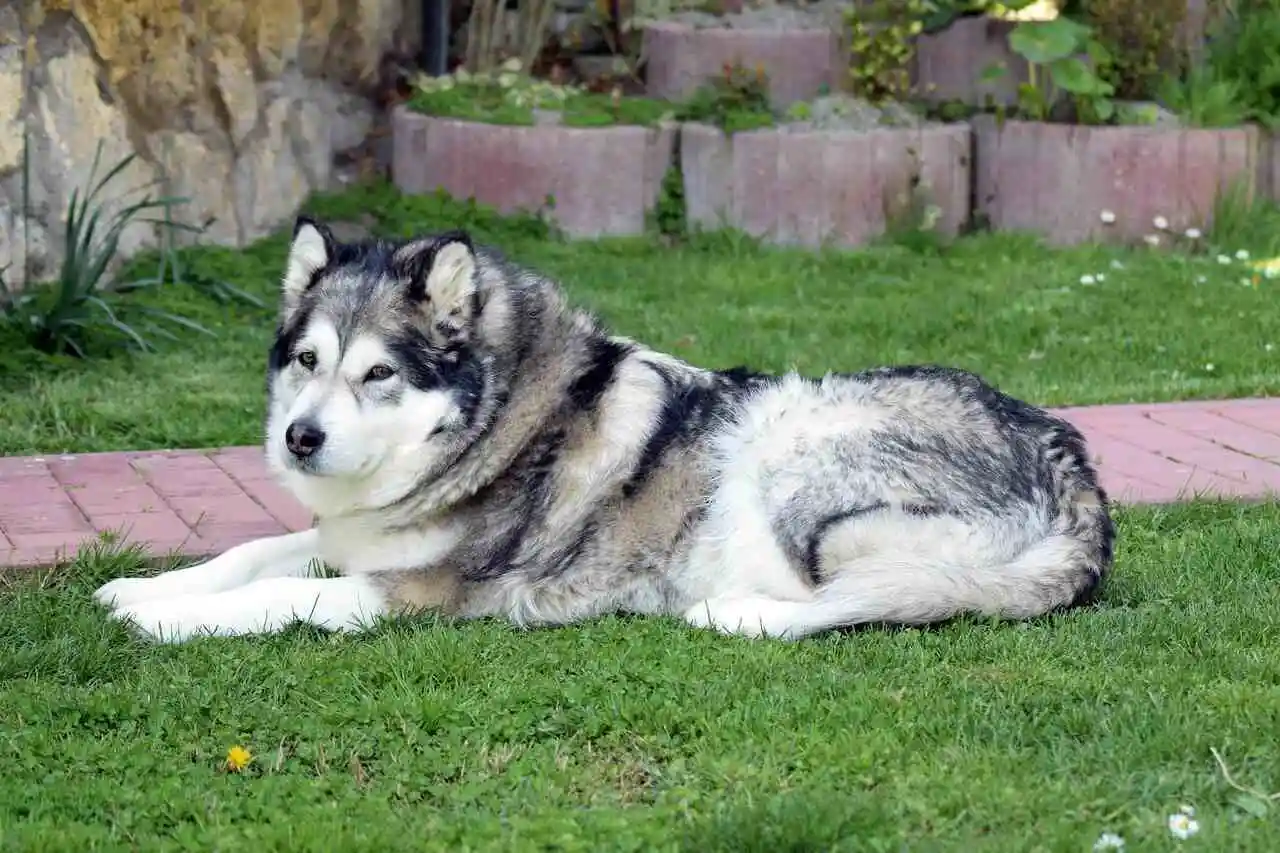Alaskan Malamute is sitting in a grassy plot