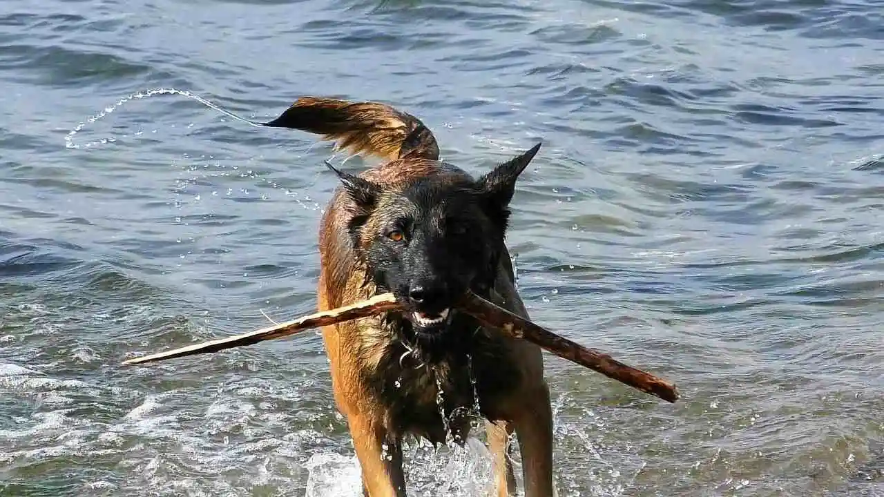 Belgian Malinois German Shepherd is running in water