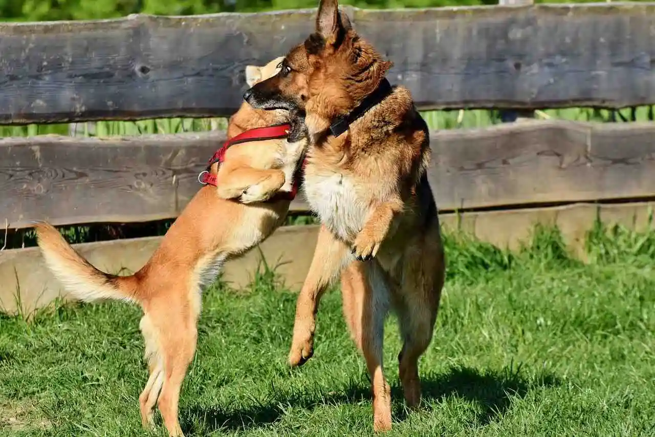 Belgian Malinois and German Shepherd playing with each other