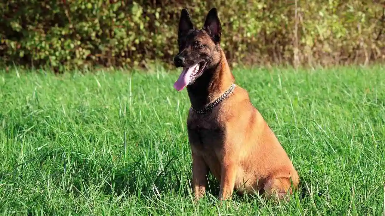 Belgian Malinois is sitting in a grass