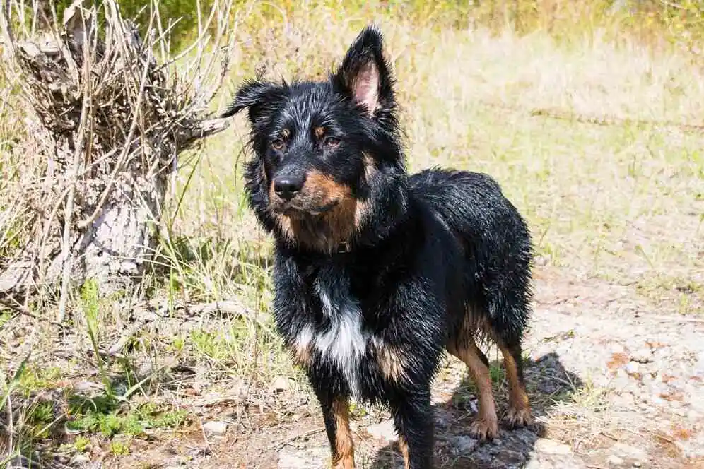 Bohemian Shepherd is standing after bathing