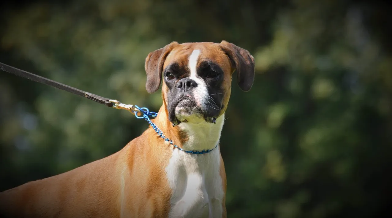 Boxer German Shepherd is holding with rope