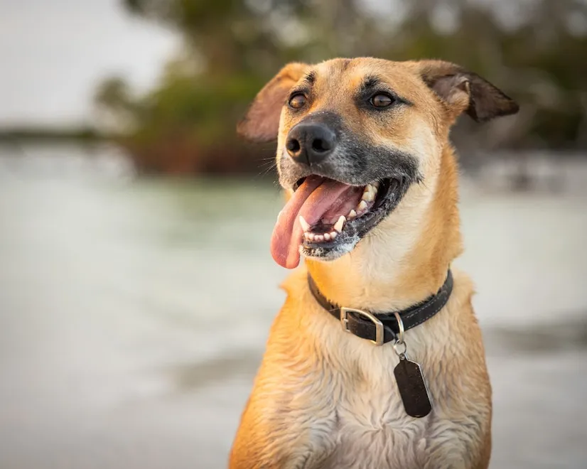 Boxer German Shepherd is showing his tongue.