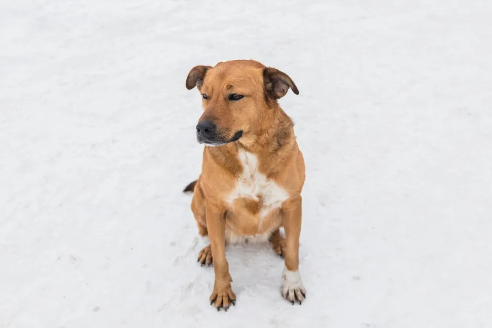 Boxer Shepherd is sitting on snowy land