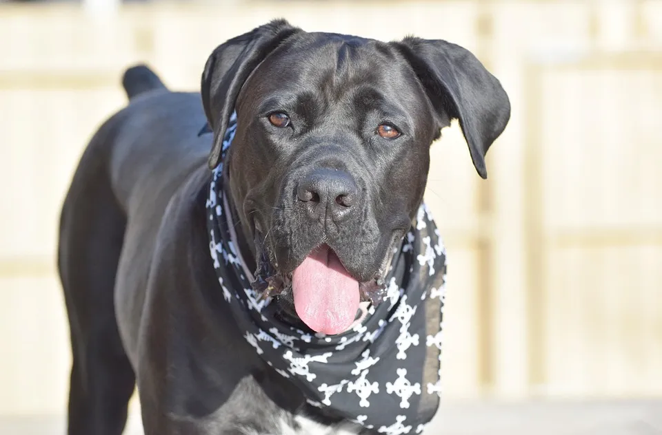 Cane Corso Dog is standing in front of camera
