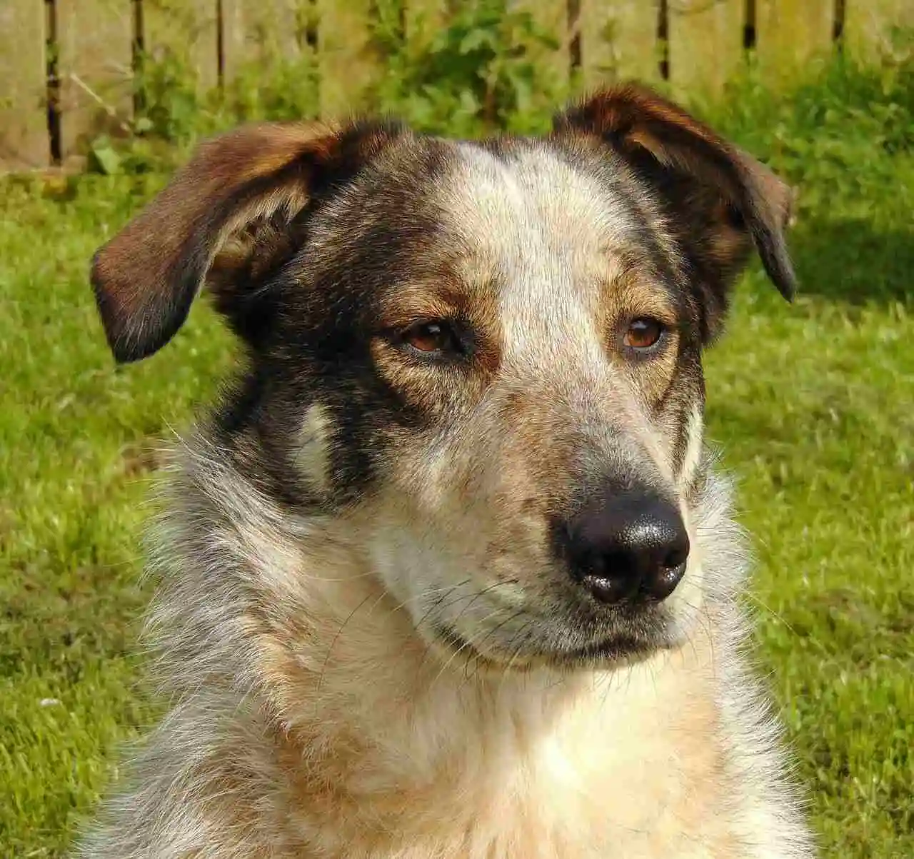 Carpathian Shepherd dog face