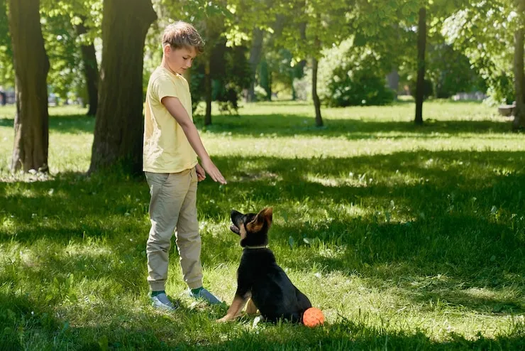 Child is trained his German Shepherd